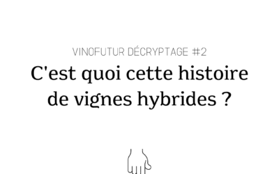 Décryptage #2 : les vignes hybrides