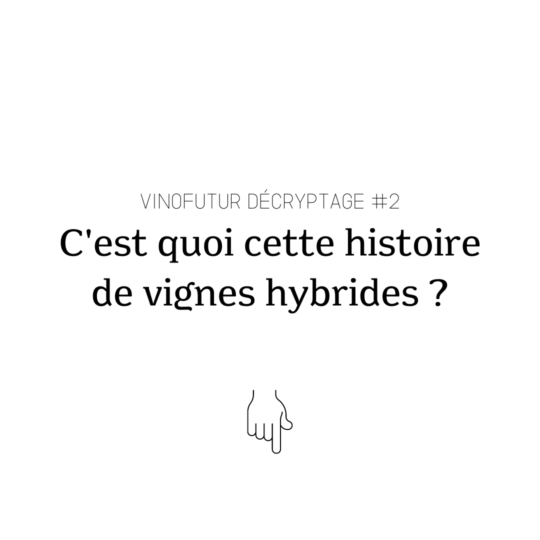 Décryptage #2 : les vignes hybrides