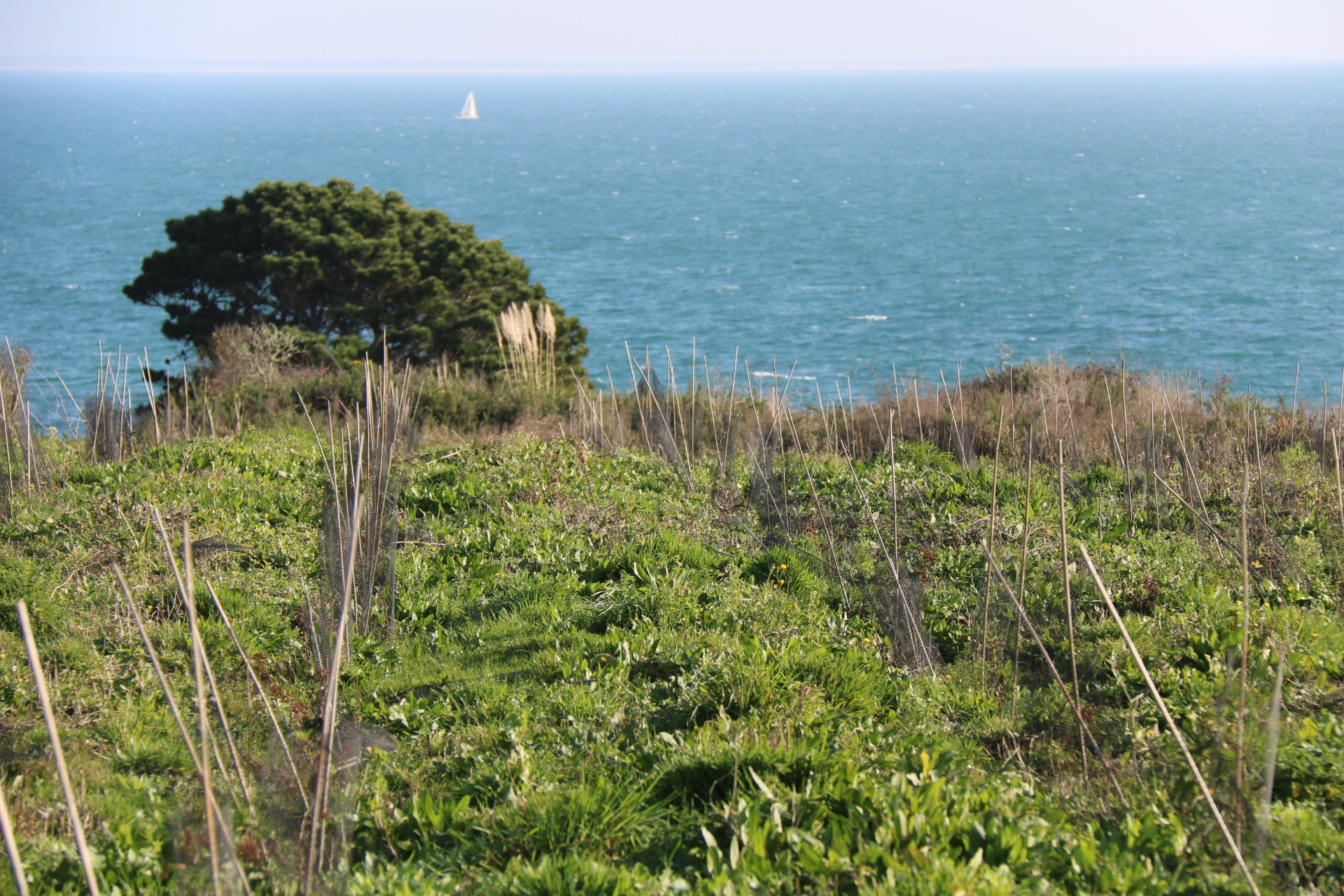 Vignes de l'ile de Groix, ferme de Port Coustic, 2023