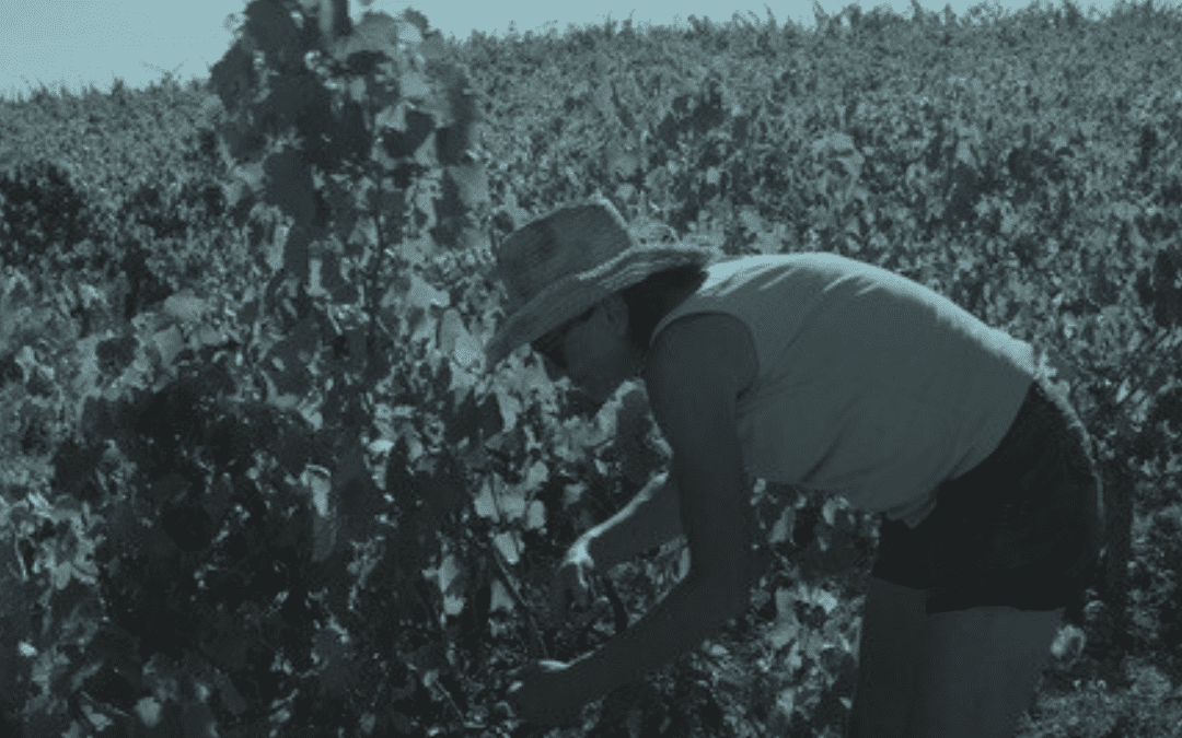 François Dal : « Les obstacles auxquels la viticulture fait face ne sont pas techniques, mais politiques et psychologiques »