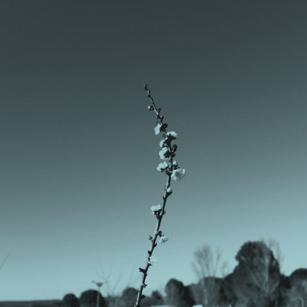 Dans les vignes de Catherine Bernard