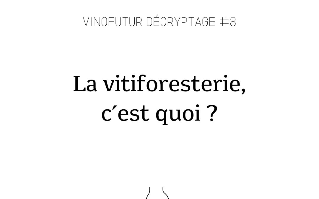 Décryptage #9 : l’agrovoltaïsme ou les panneaux solaires sur les vignes, comment ça marche ?