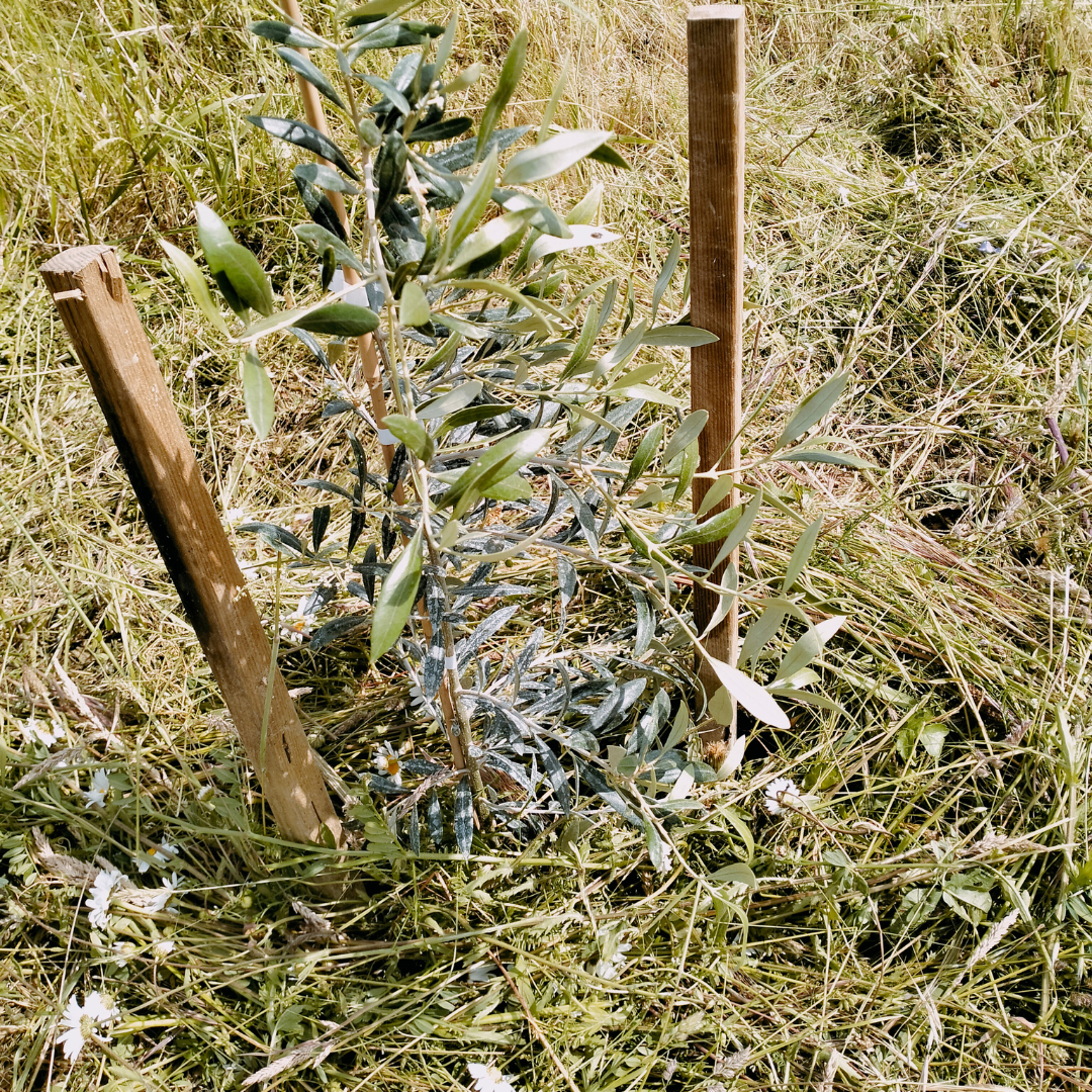 Vitiforesterie et plantation d'olivier au domaine du Raisin à Plume (Loire, 44).