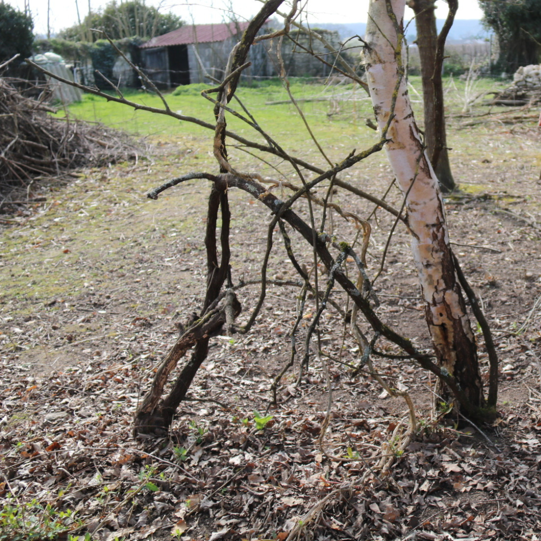 Vitiforesterie et vigne mariée au Clos Kixhaya (Chinon, Loire)