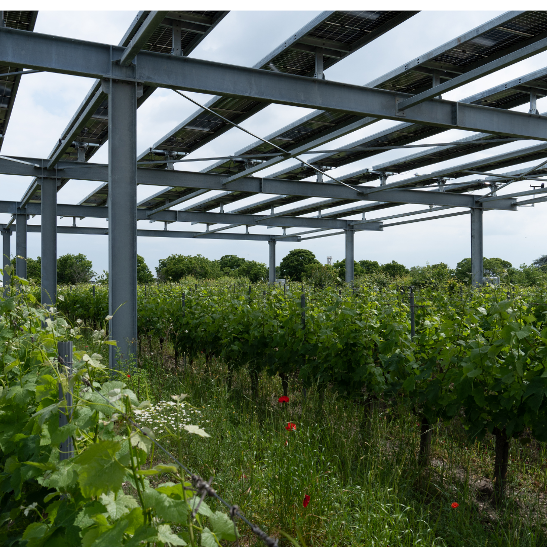 agrivoltaïsme et panneaux solaires au-dessus des vignes, photo Vitisolar / EDF