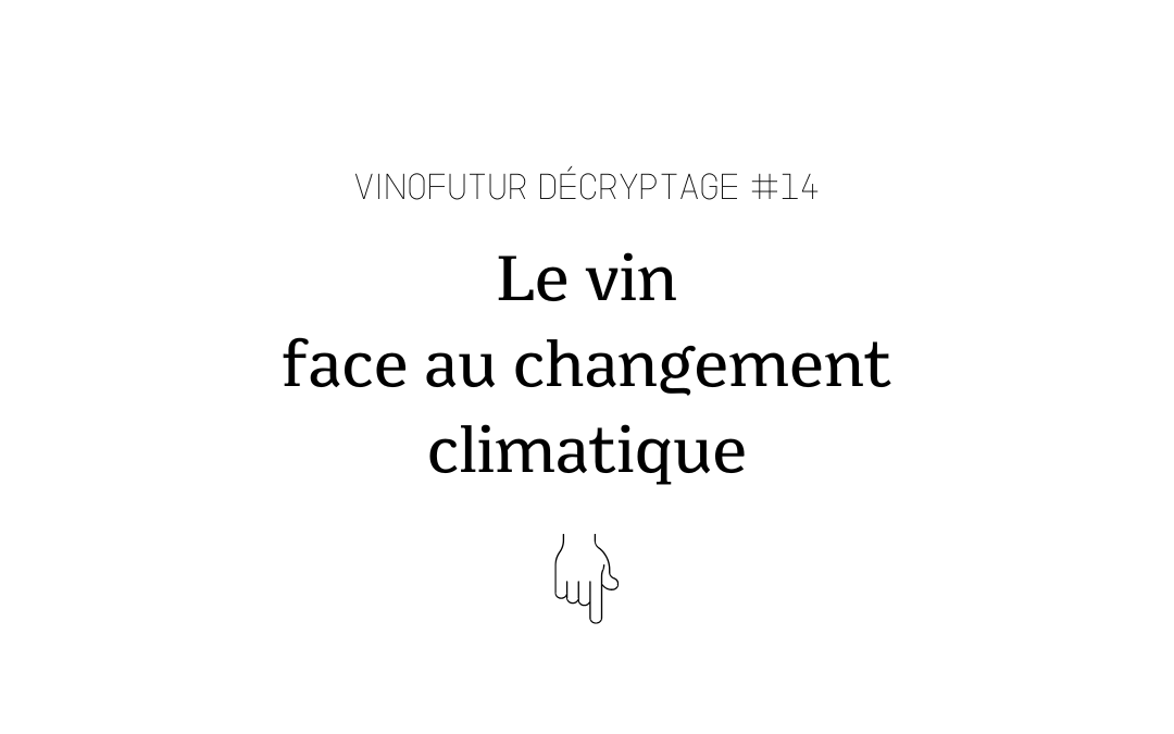 Décryptage #14 : Le vin face au changement climatique