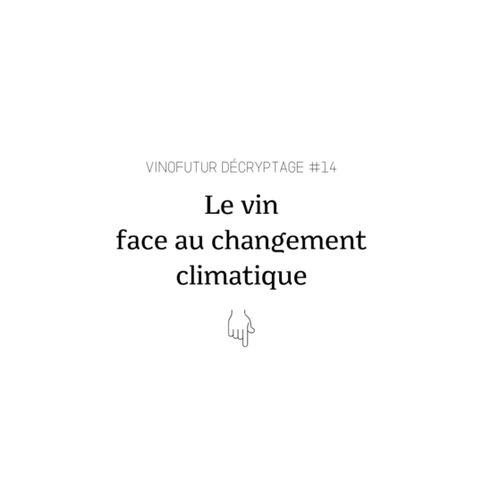 Décryptage #14 : Le vin face au changement climatique