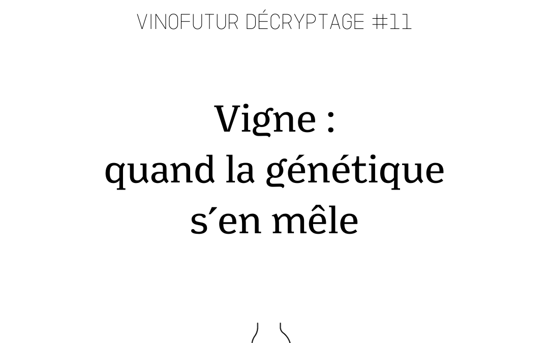 Décryptage #11 : Vignes et NGT : quand la génétique s’en mêle