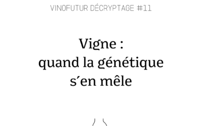 Décryptage #11 : Vignes et NGT : quand la génétique s’en mêle