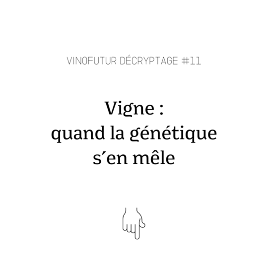 Décryptage #11 : Vignes et NGT : quand la génétique s’en mêle