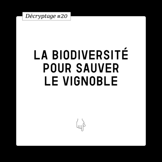 Décryptage #20 Vignoble et biodiversité : deux concepts opposés ?