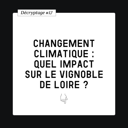 Décryptage #17 Changement climatique : quel impact sur le vignoble de Loire ?