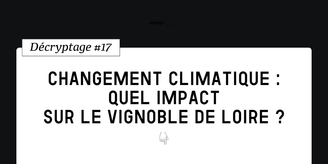 Décryptage 17. Changement climatique : quel impact pour le vignoble de Loire ?